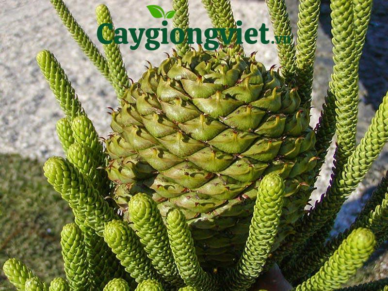 cây tùng