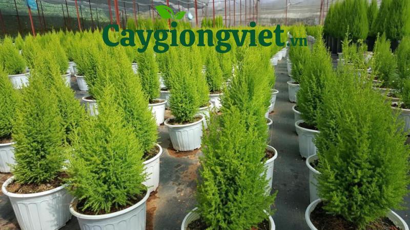 cây tùng