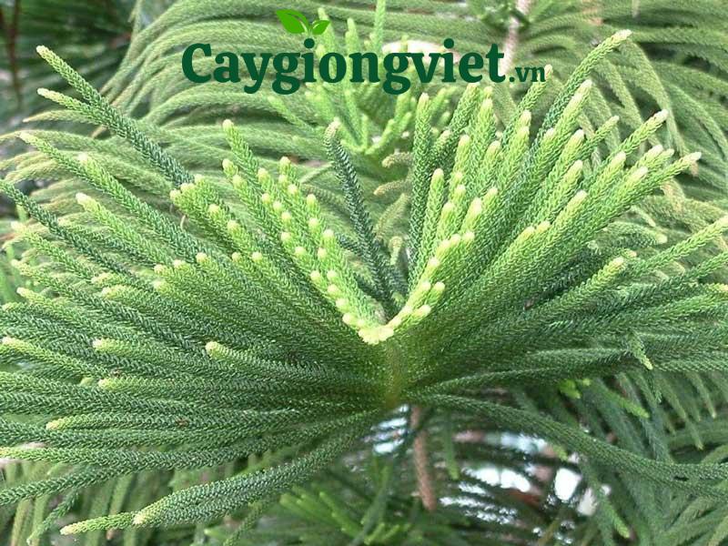 cây tùng