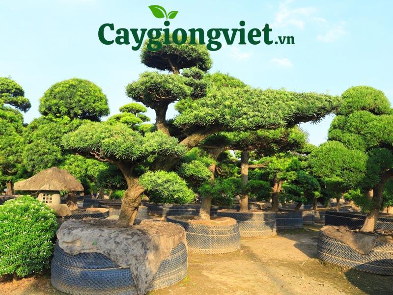 cây tùng
