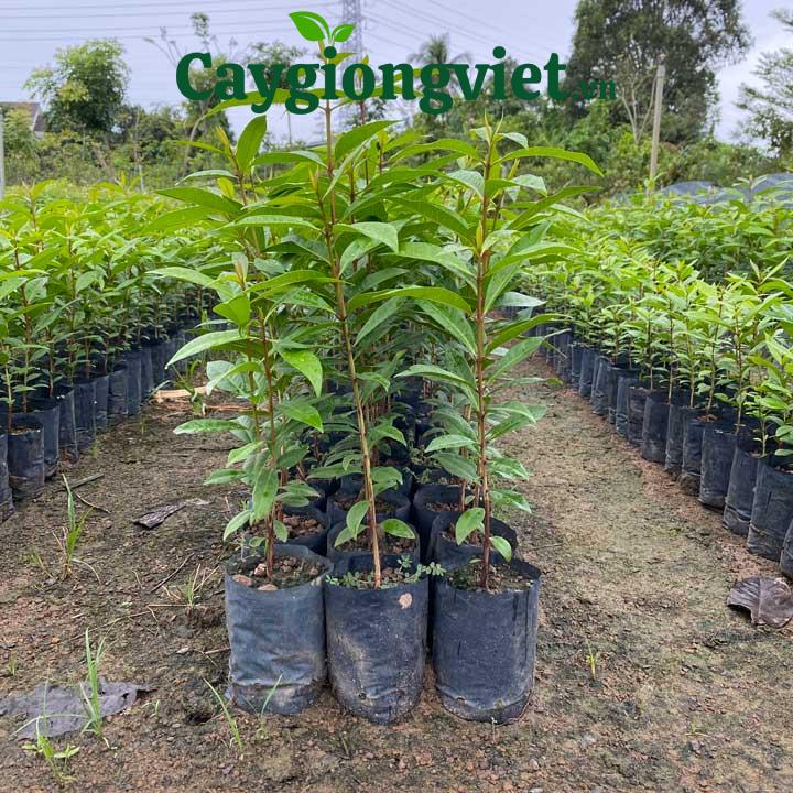 Cây vối nếp