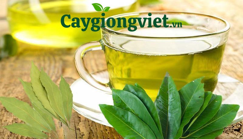 cây vối nếp