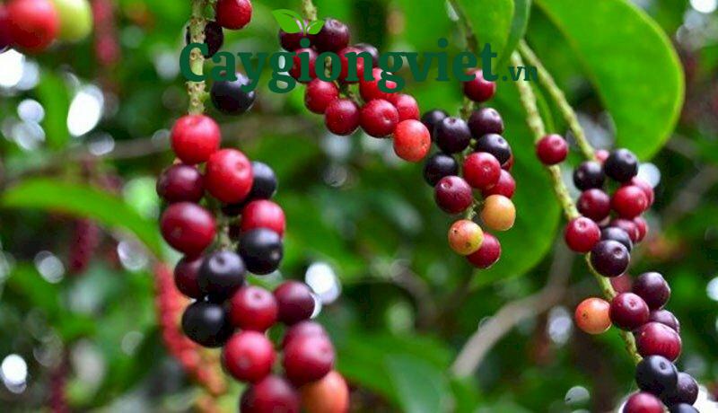 Cây vối nếp giống