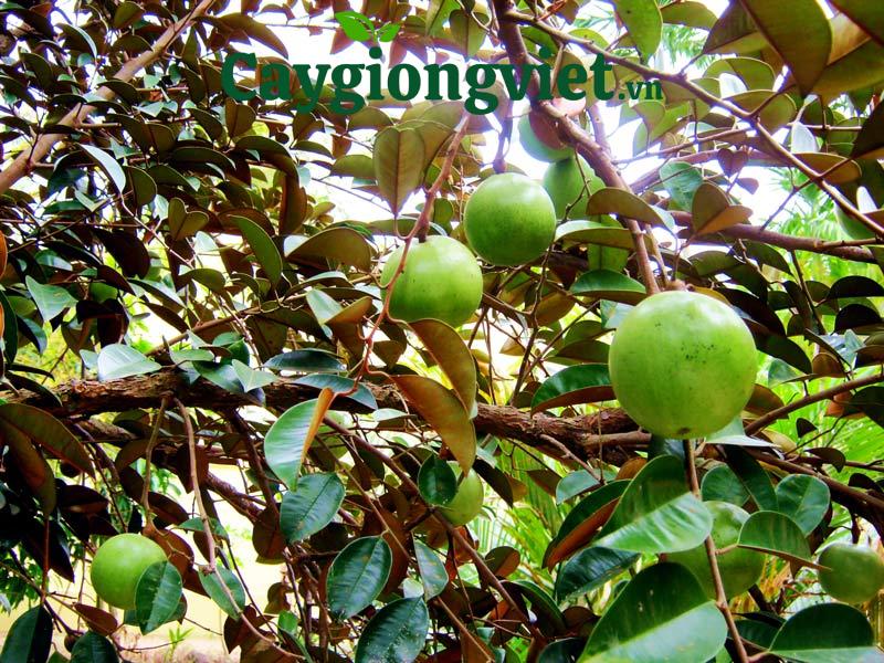 Cây vú sữa