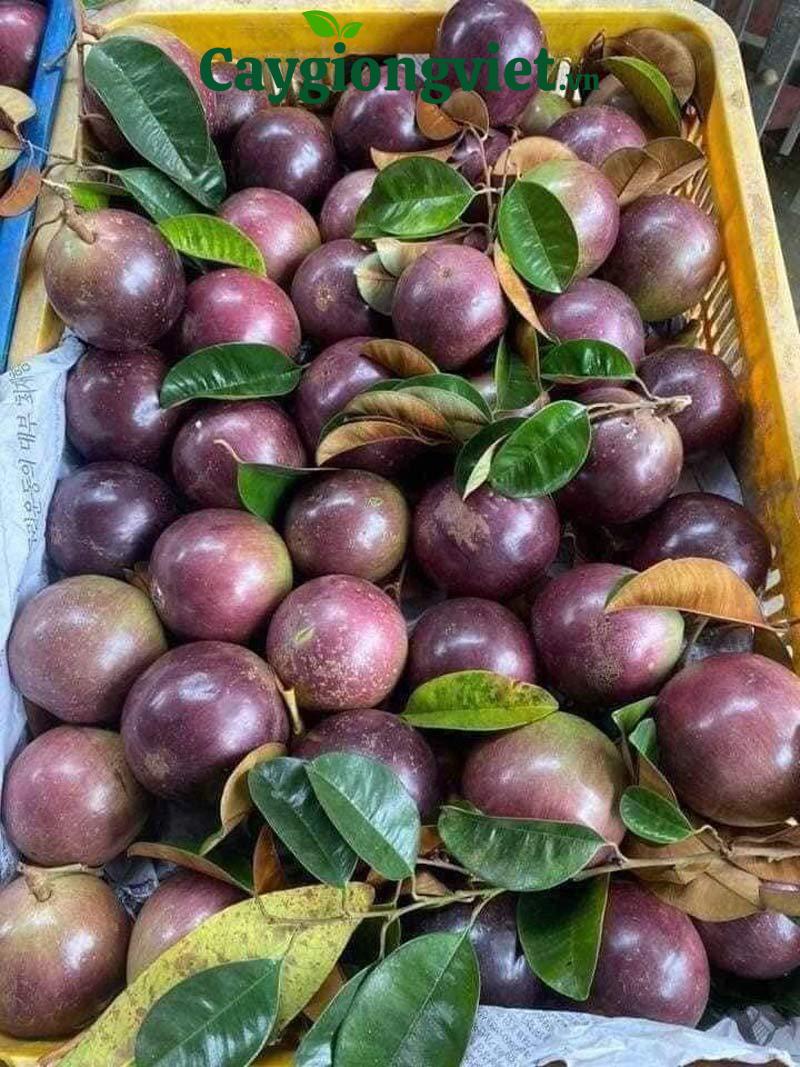 Cây vú sữa