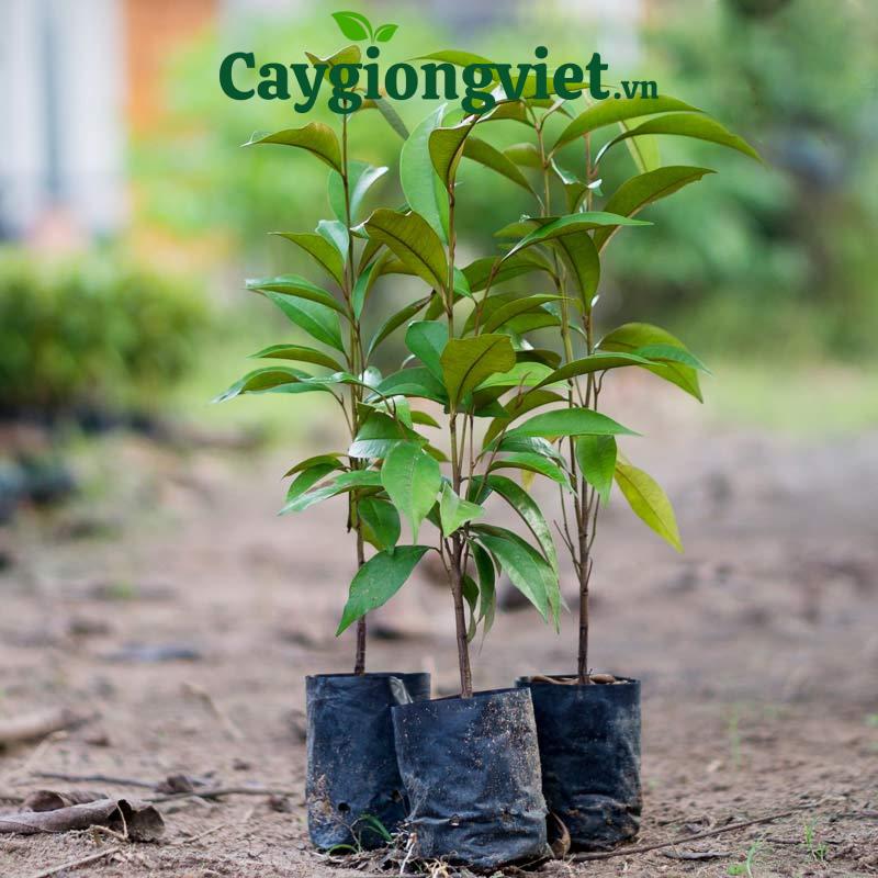 Cây vú sữa