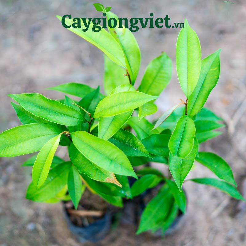 Cây vú sữa