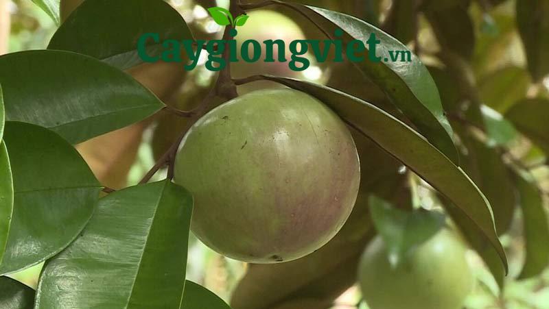 Cây vú sữa