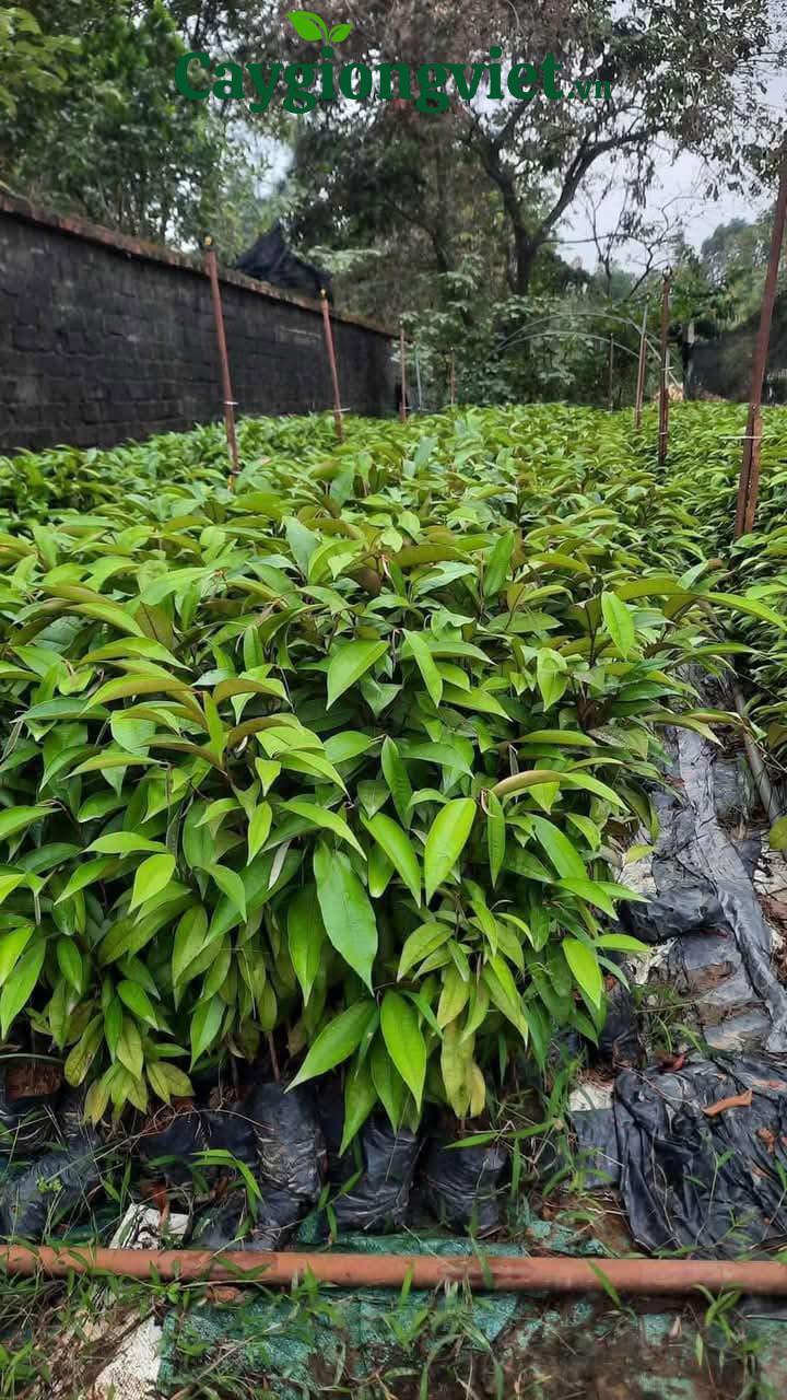 Cây vú sữa