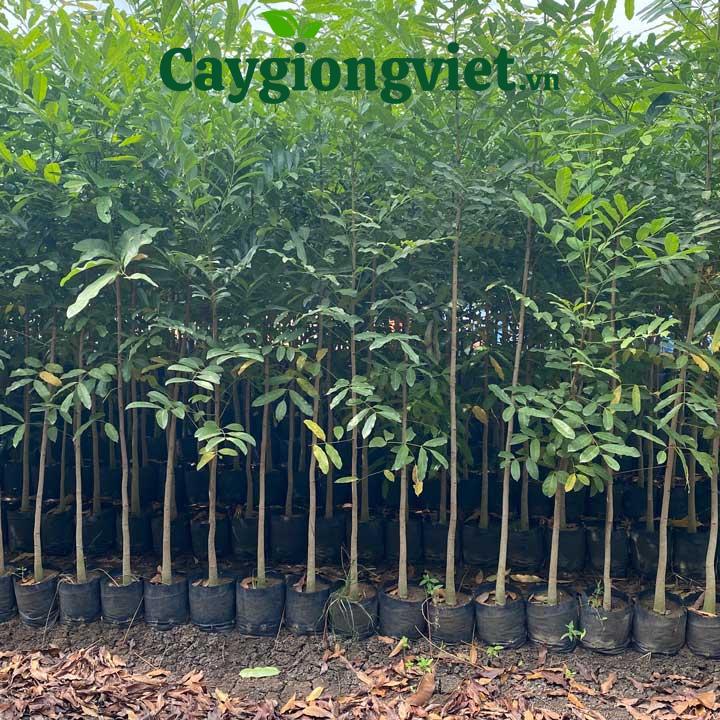 Cây Xà Cừ (sọ khỉ) Cách tính mật độ cây trồng