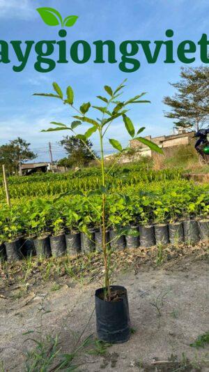 Cây Xà Cừ (sọ khỉ) cay xa cu 10