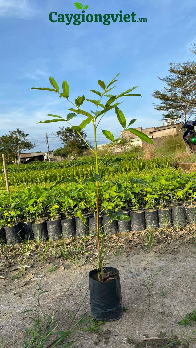 Cây Xà Cừ (sọ khỉ) cay xa cu 10