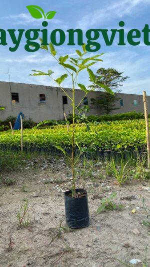 Cây Xà Cừ (sọ khỉ) phương pháp nhân giống cây trồng
