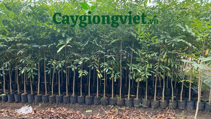 cây xà cừ