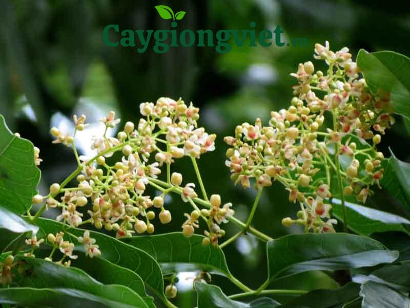 Cây xà cừ