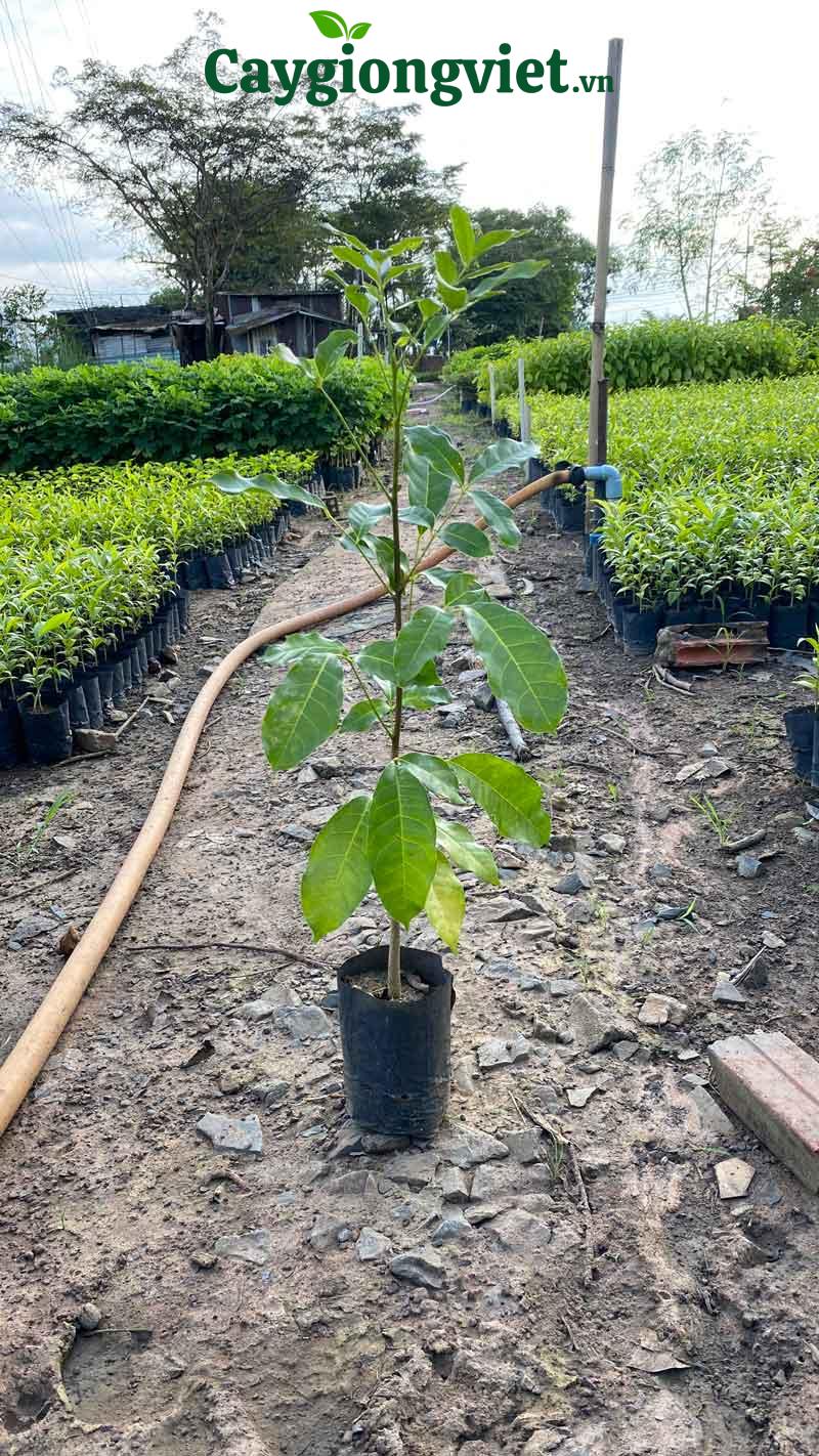 Cây Xà Cừ (sọ khỉ) cây xà cừ