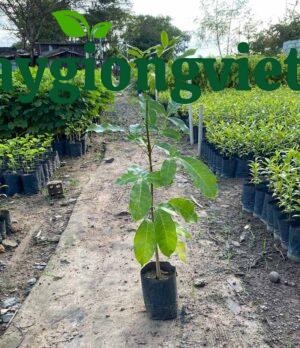 Cây xà cừ