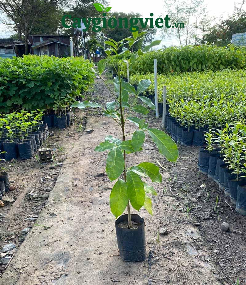 Cây Xà Cừ (sọ khỉ) Cây xà cừ