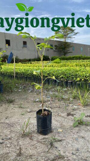 Cây Xà Cừ (sọ khỉ) cay xa cu 7