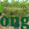 Cây Bàng Đài Loan (bàng lá nhỏ) Lá cây bàng Đài Loan