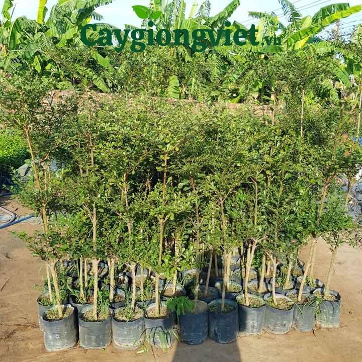 Cây Bàng Đài Loan (bàng lá nhỏ) Lá cây bàng Đài Loan