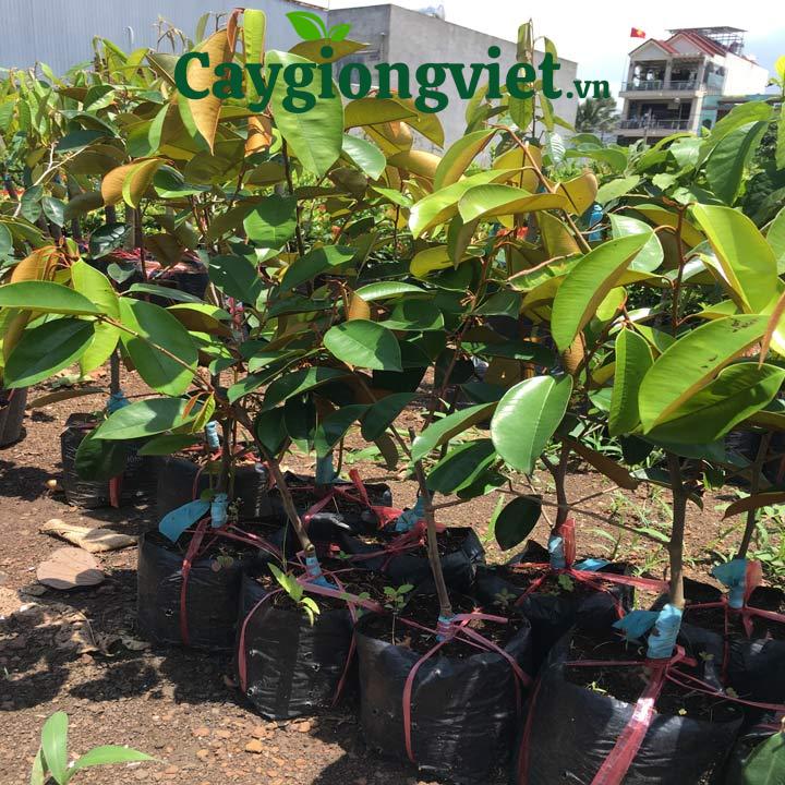 Cây Vú Sữa Cây vú sữa