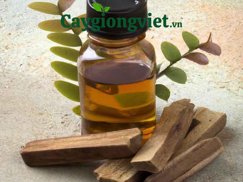 cây đàn hương trắng