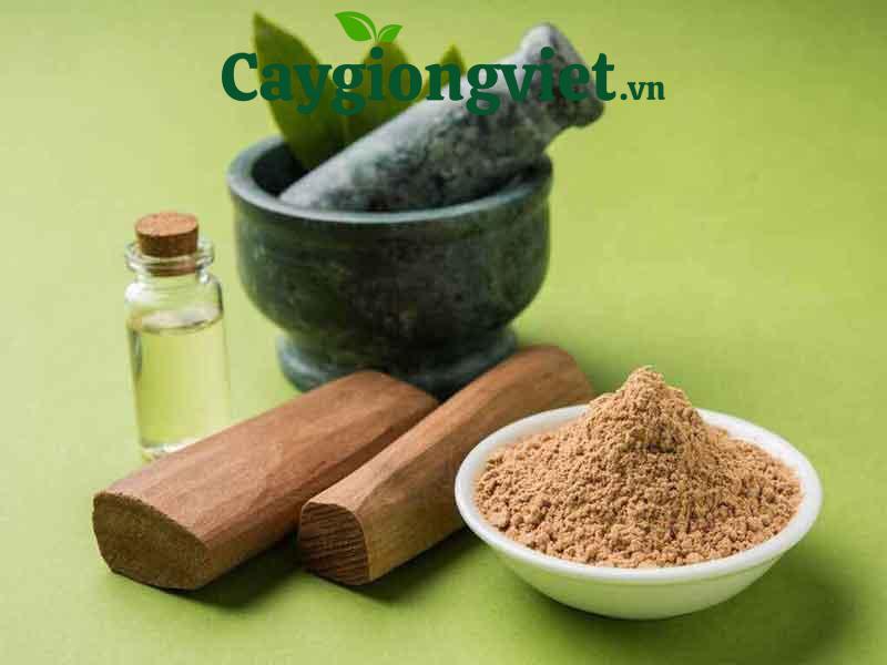 cây đàn hương trắng