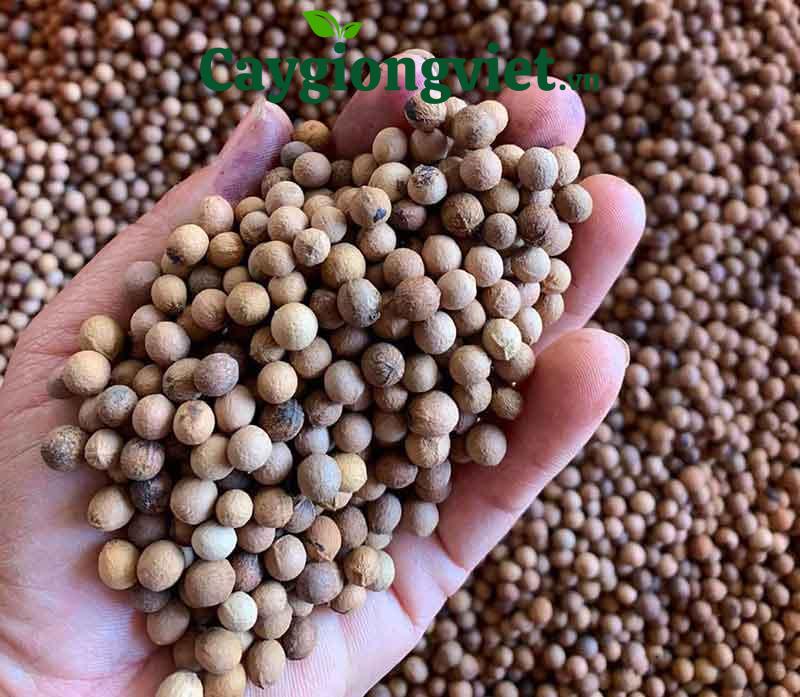hạt cây đàn hương trắng