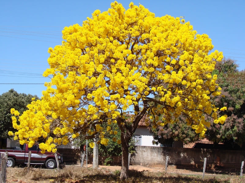 Cây chuông vàng