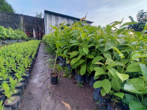 Cây giống bằng lăng tím
