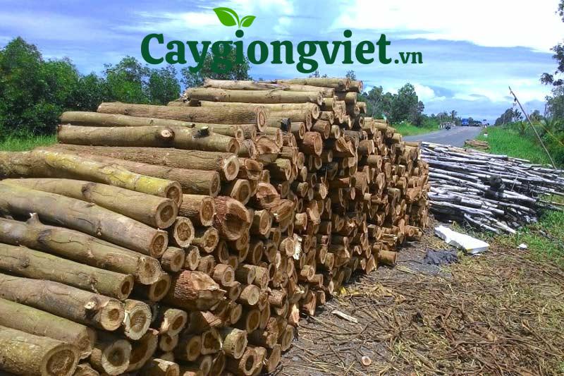 Đặc điểm chung của các loại cây lấy gỗ Cây lấy gỗ - cây tràm
