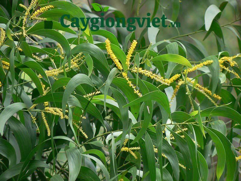 Cây trồng rừng cây trồng rừng