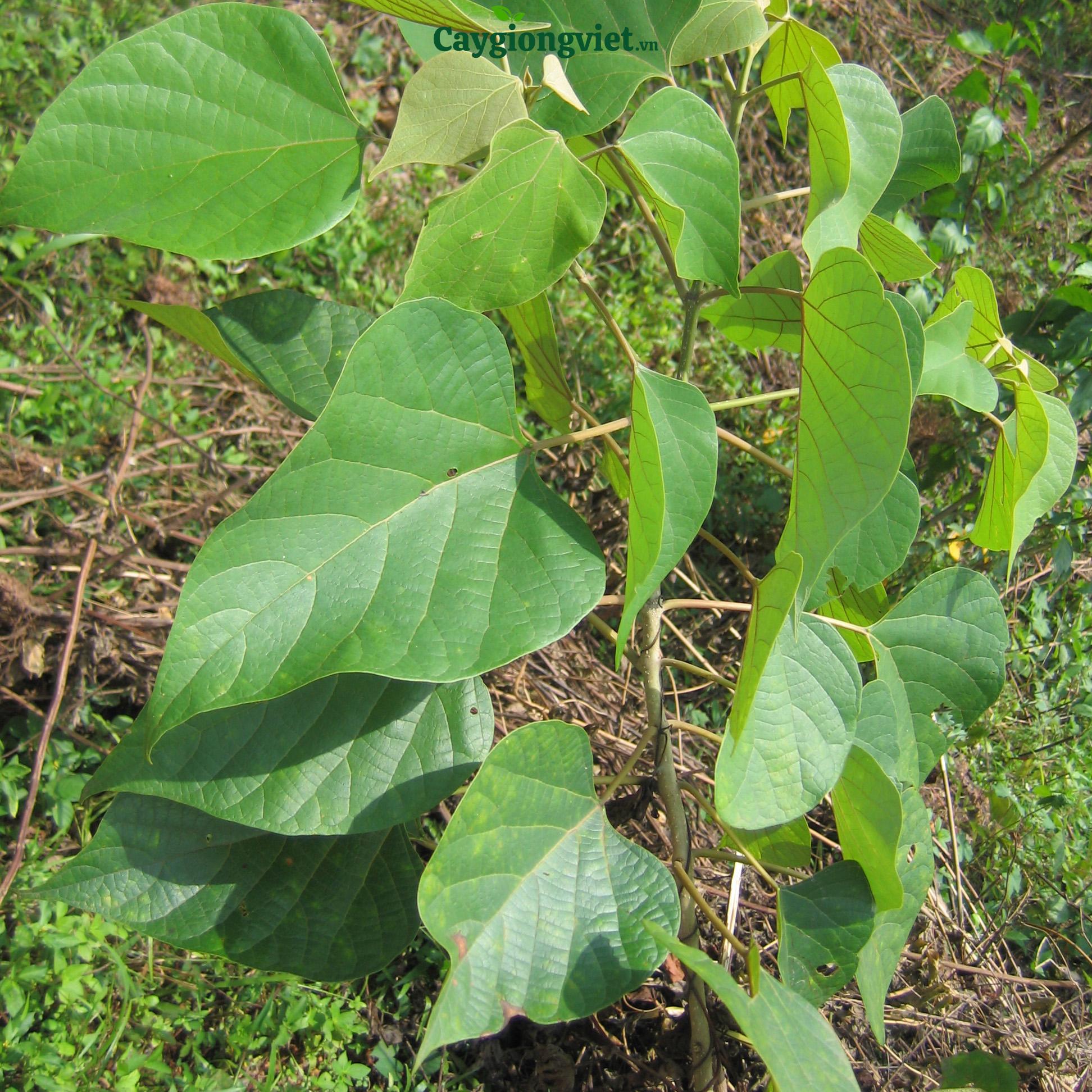 Cây Lõi Thọ (Cây da lợn) cây lõi thọ