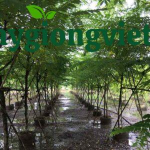 cây muồng hoa đào