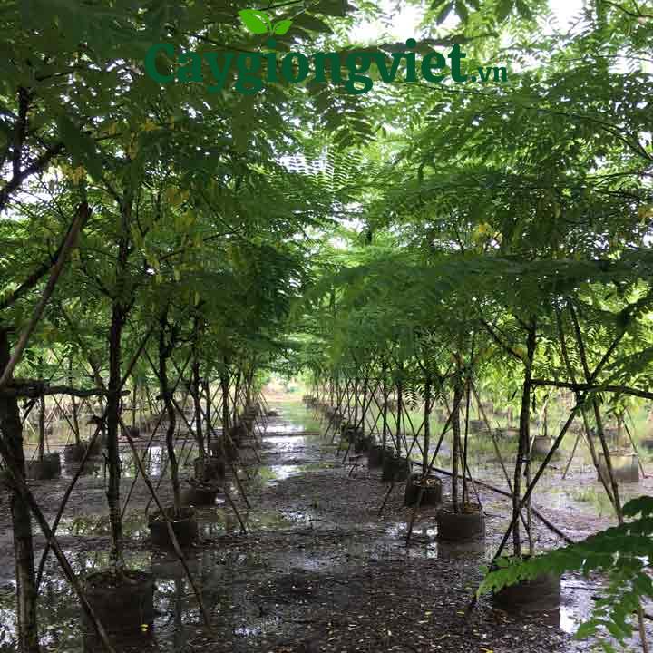 Cây Muồng Hoa Đào cây muồng hoa đào