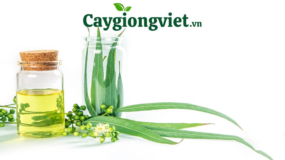 Cây bạch đàn giống