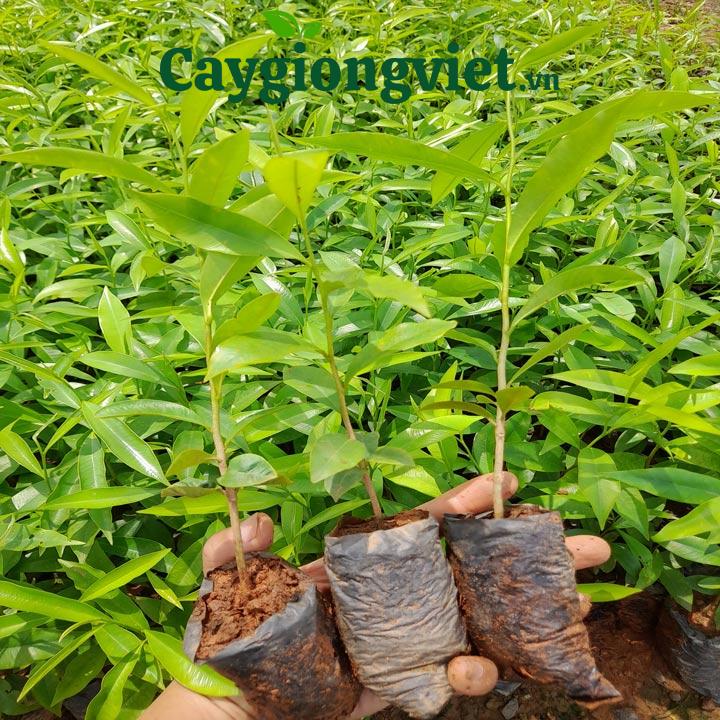 Cây trầm hương do bầu