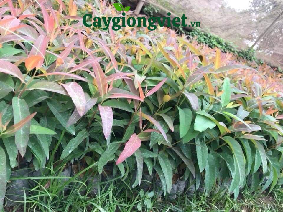 cay-bach-dan