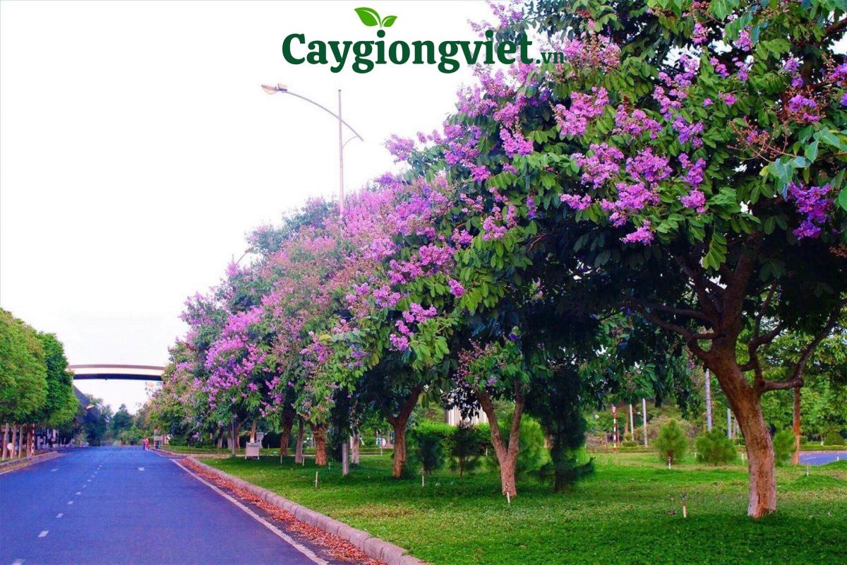 cay-bang-lang