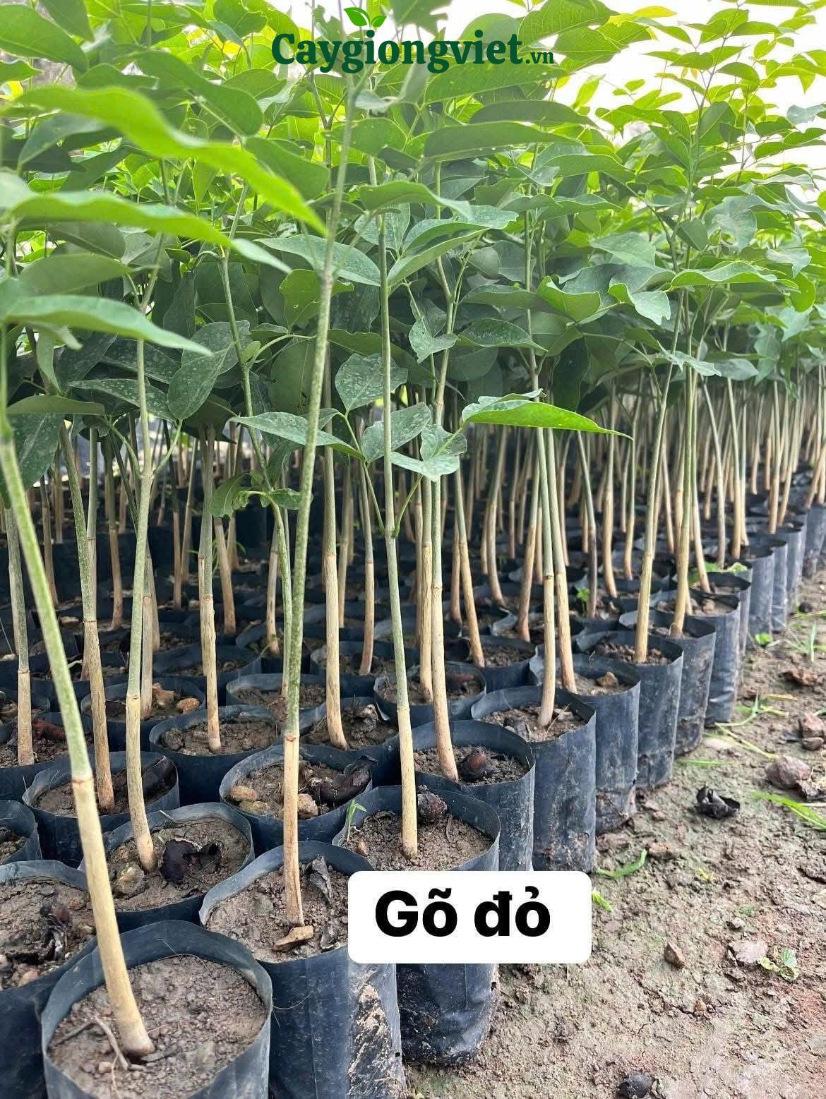 cay-go-do