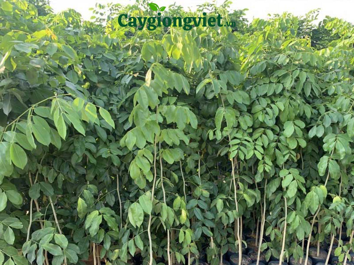 cay-go-do
