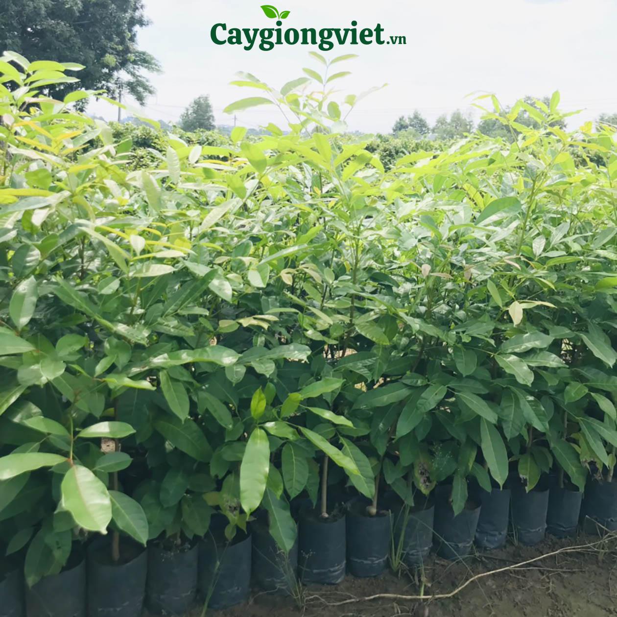 cay-xa-cu