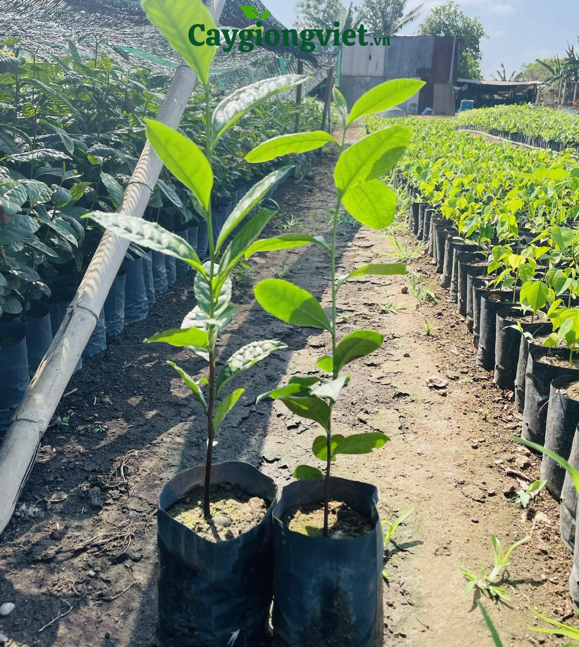 cay-xa-cu