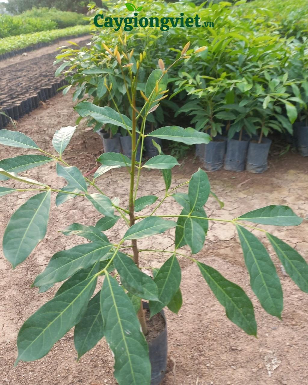 cay-xa-cu