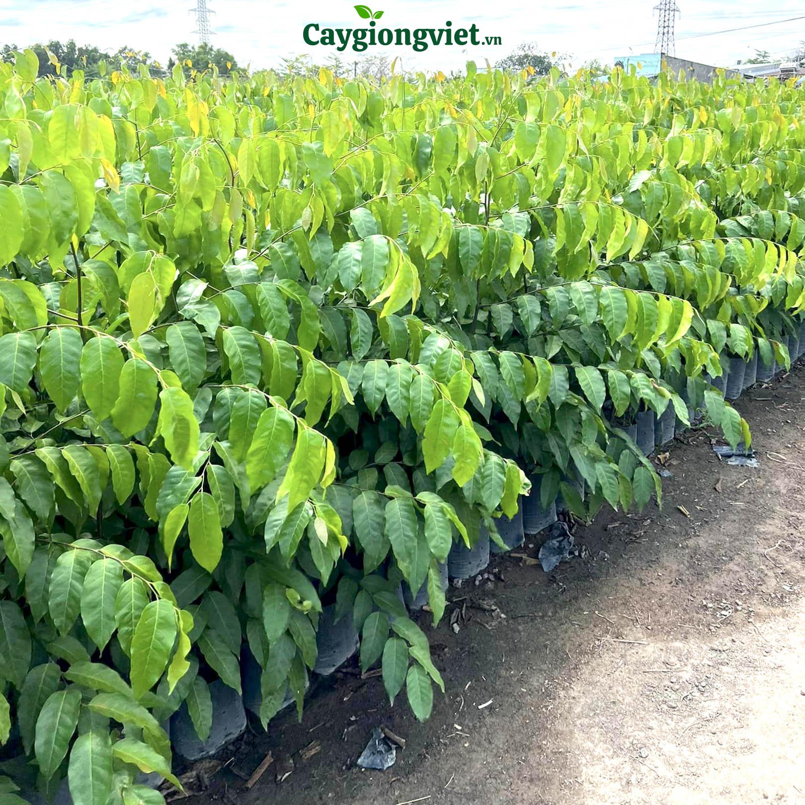 gia-cay-sao-den-cong-trinh