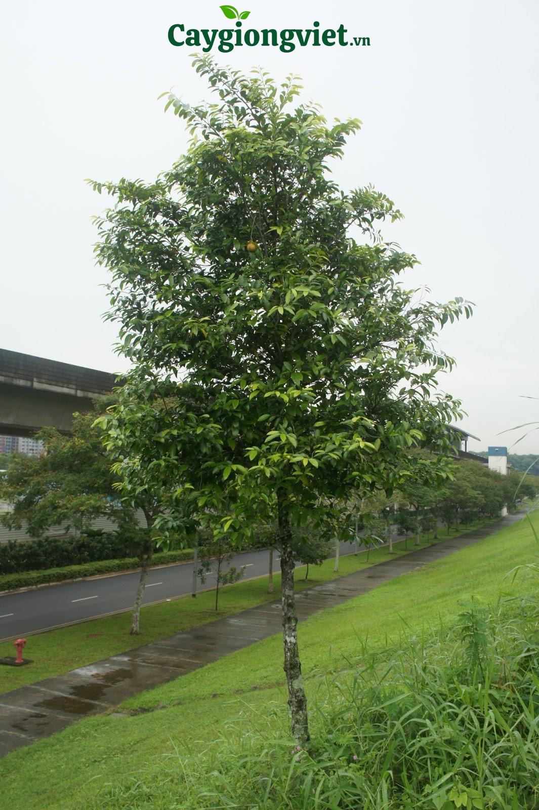 gia-cay-sao-den-cong-trinh