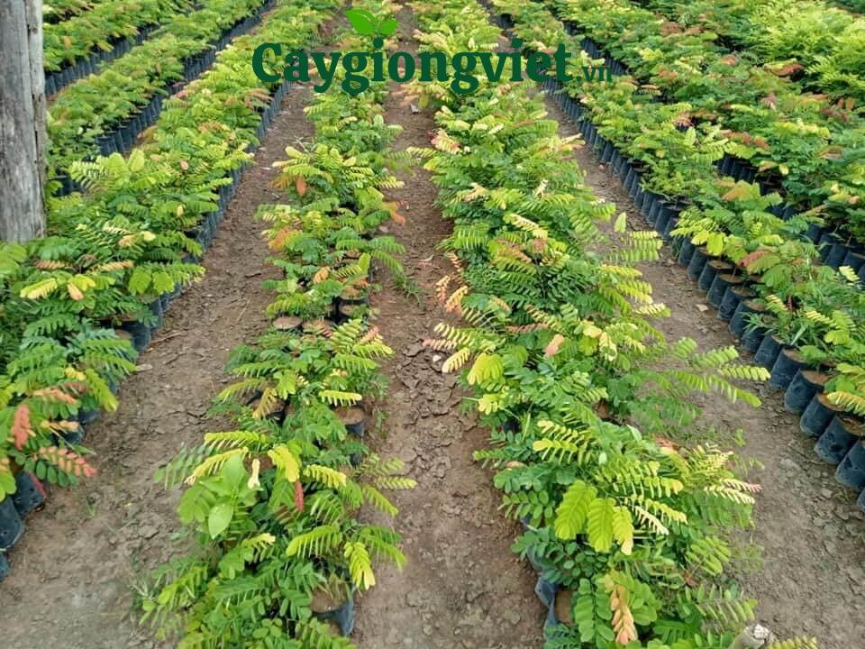 Cây Cẩm Lai mua-cay-cam-lai